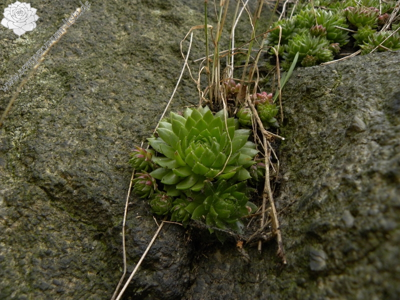 globiferum ssp. globiferum from Bečov nad Teplou, Burg