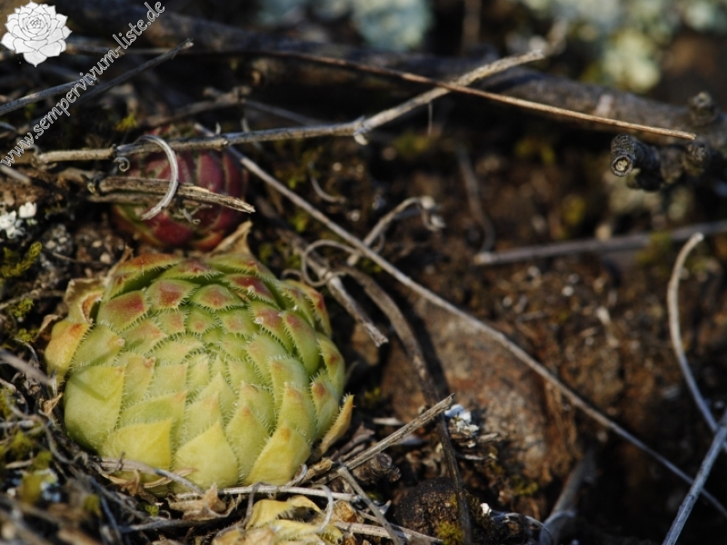 globiferum ssp. globiferum from Trubínský vrch