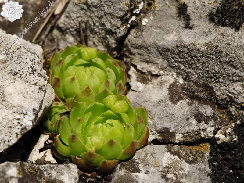 globiferum ssp. globiferum from Srbsko, oberhalb