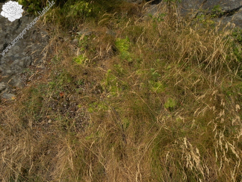 globiferum ssp. globiferum from Sepuska