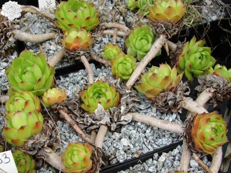 glabrifolium cf. from Mt. Aragac (Typ PH8008)