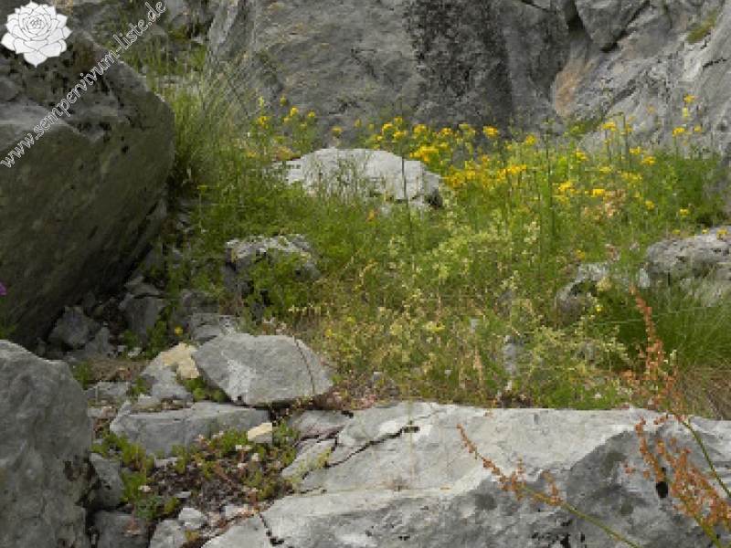 kosaninii from Vojuša