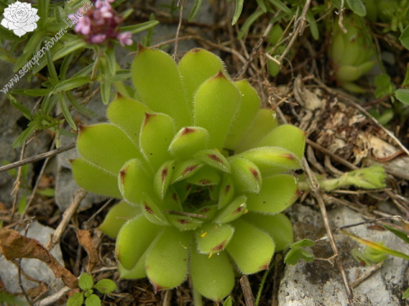 kosaninii from Vojuša