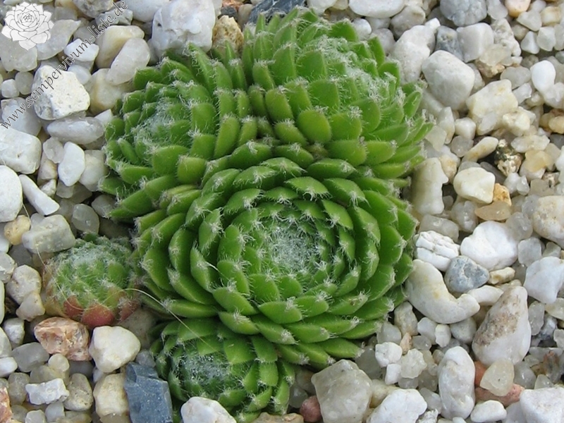 Katopia