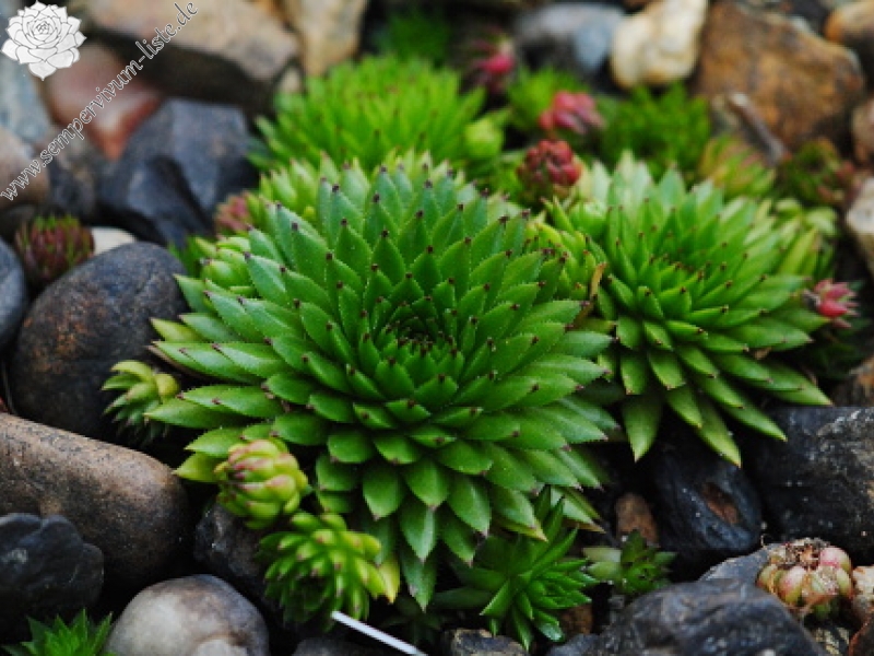 globiferum ssp. hirtum (preissianum) from Vyšné Šiprúňské sedlo
