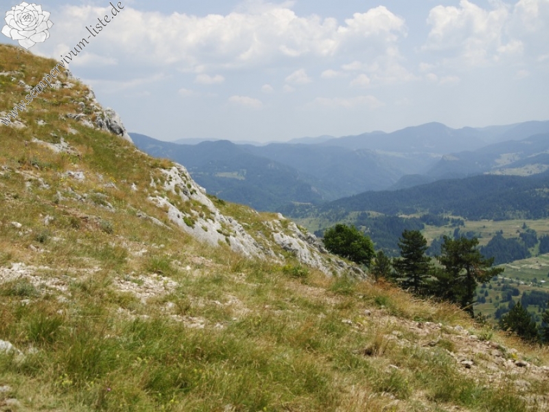 heuffelii from Yagodina, Ushite