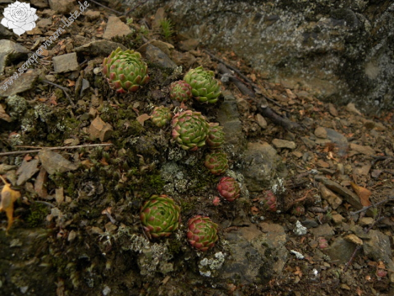 globiferum ssp. globiferum from Kamenec (Süd 2)