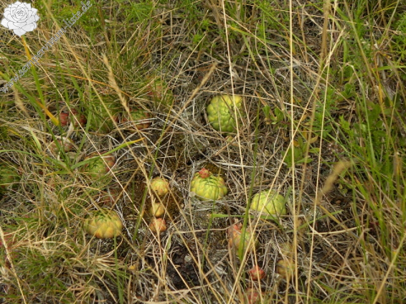 globiferum ssp. globiferum from Křížky