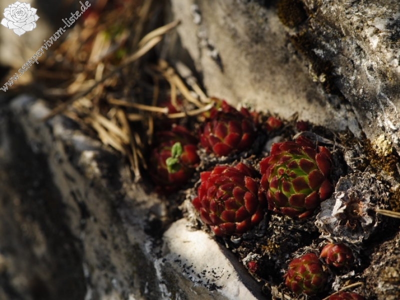globiferum ssp. globiferum from Hejná, Radvanka