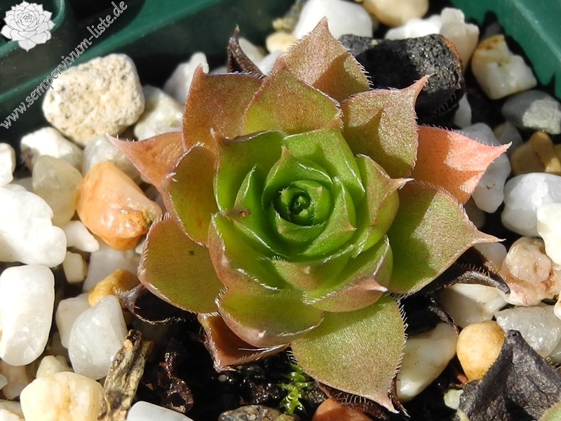 sp. from Cozla (südl.)