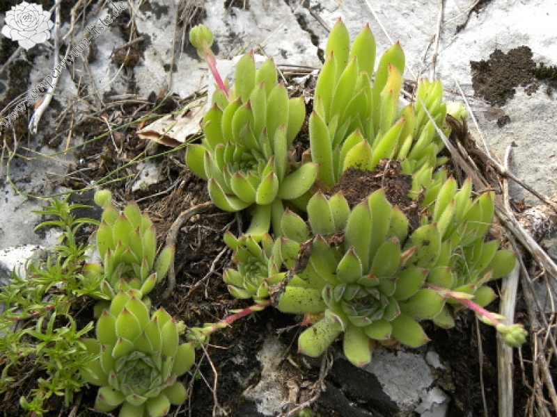 kosaninii from Grbaja