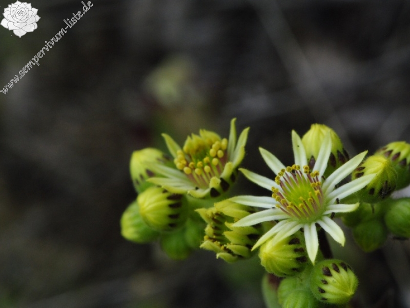leucanthum from Molitvenata skala
