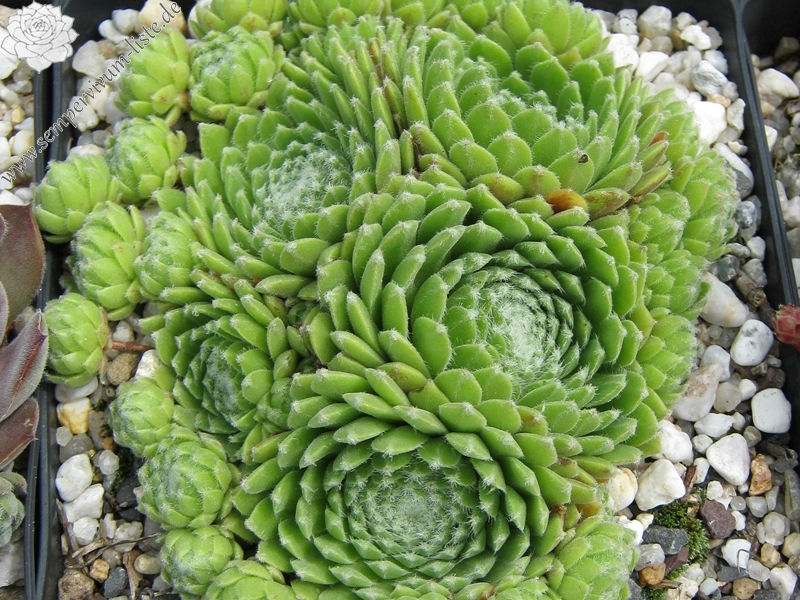 Katopia