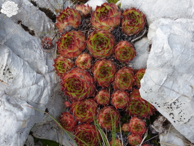 marmoreum from Durmitor NP (2 forms)