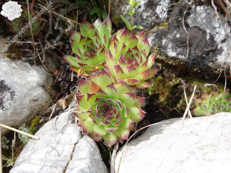 marmoreum from Durmitor NP (2 forms)