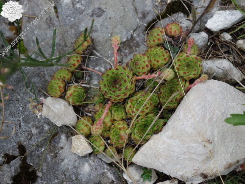 marmoreum from Durmitor NP (2 forms)