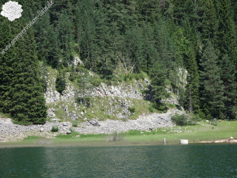 marmoreum from Durmitor NP (2 forms)
