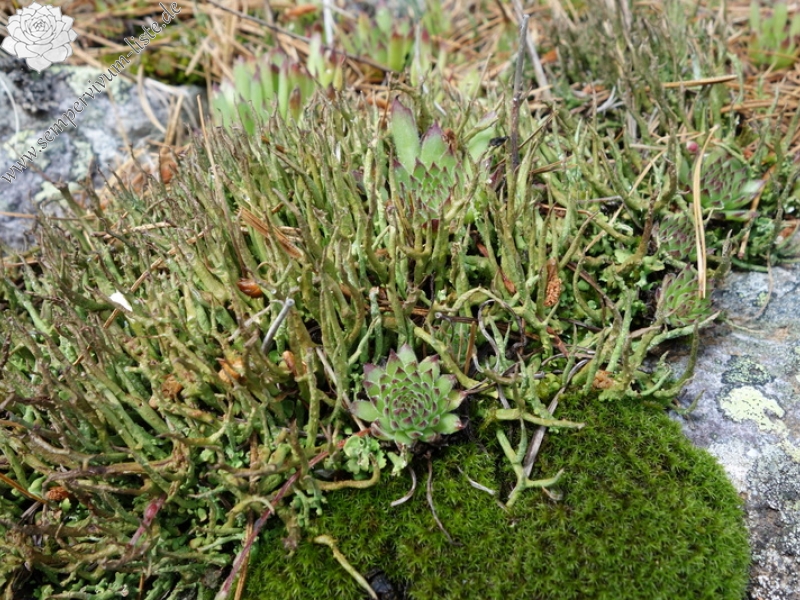 marmoreum from Hridski jezero