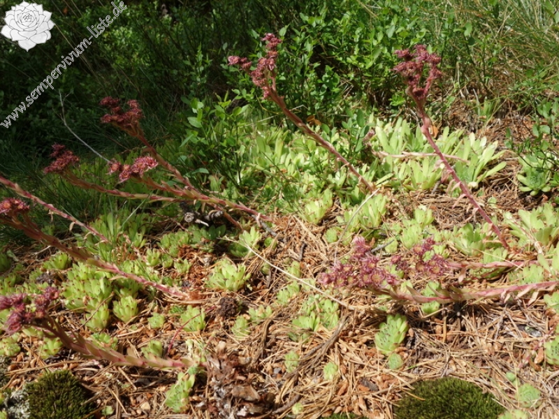 marmoreum from Hridski jezero
