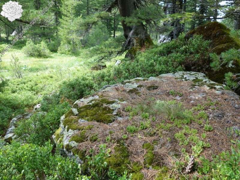 marmoreum from Hridski jezero