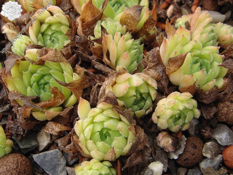 marmoreum (stoloniferum)