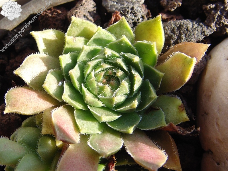 feigeanum from road Zeytinlik to Artvin