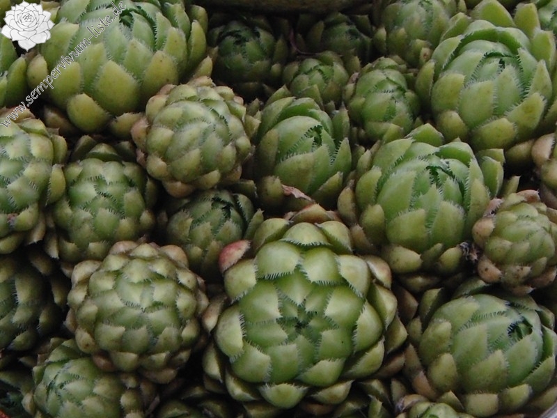 globiferum ssp. hirtum from Krems