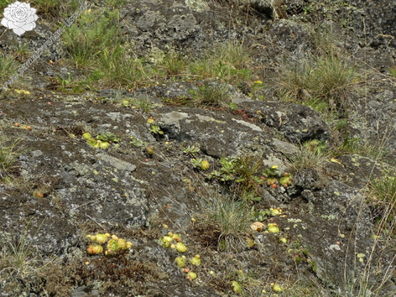 globiferum ssp. globiferum from Preitenštejn