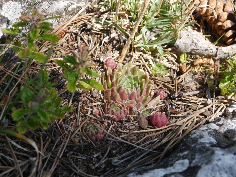 globiferum ssp. hirtum from Fischauer Berge