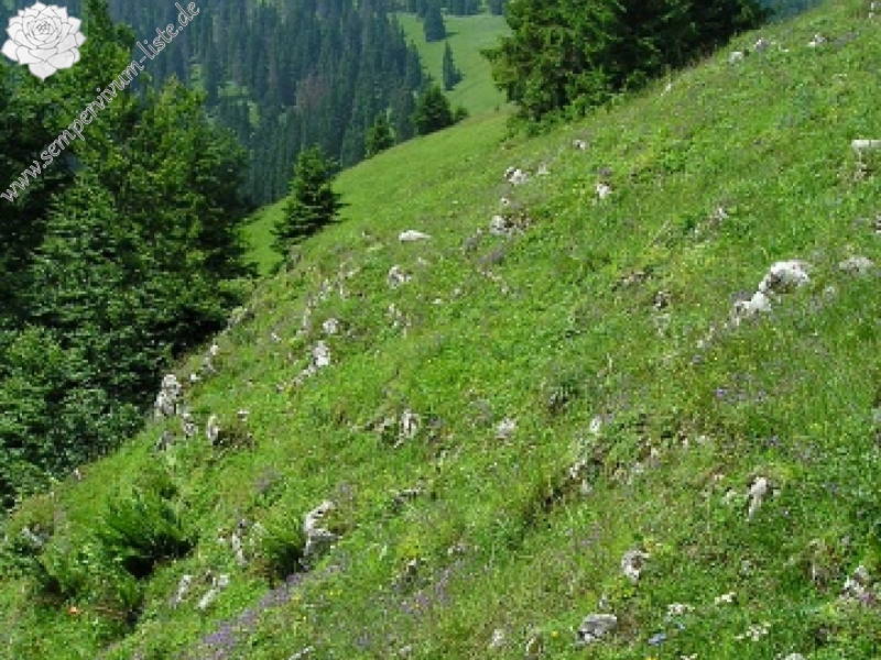 globiferum ssp. hirtum (preissianum) from Vyšné Šiprúňské sedlo