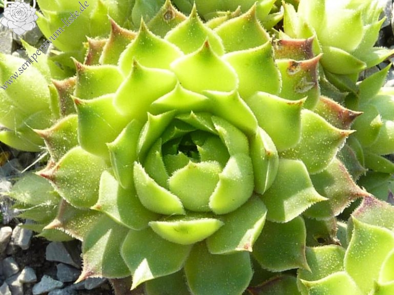 calcareum from Céüse 2