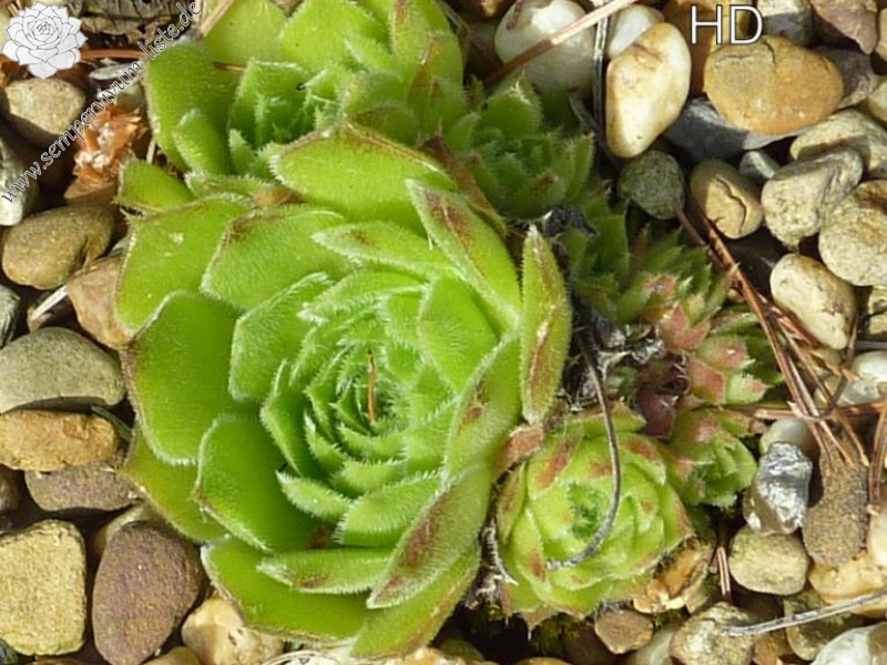 heuffelii from Goljamata Strana