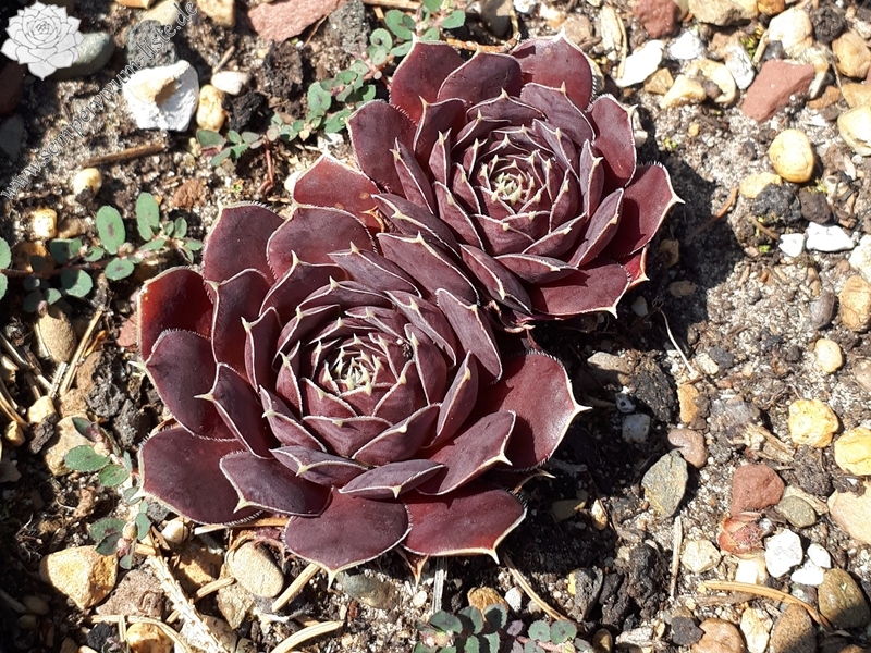 Korspelse Beyle / Jovi