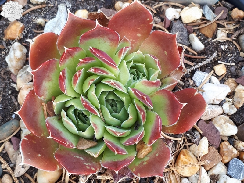 Korspelse Denesee / Jovi