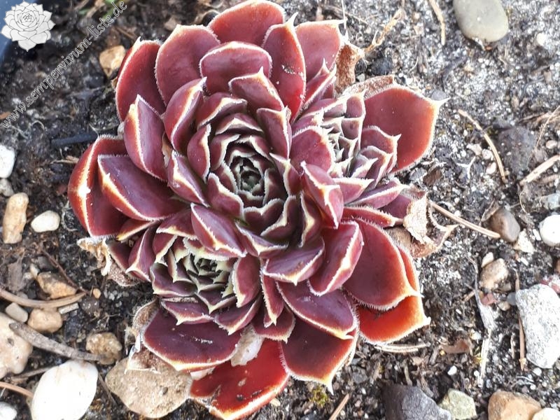 Korspelse Fayola / Jovi