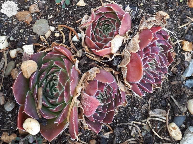 Korspelse Gadite / Jovi