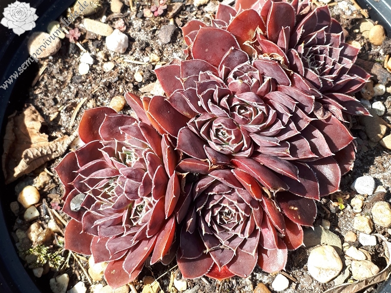 Korspelse Hervinia / Jovi