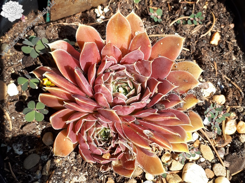 Korspelse Jaike / Jovi