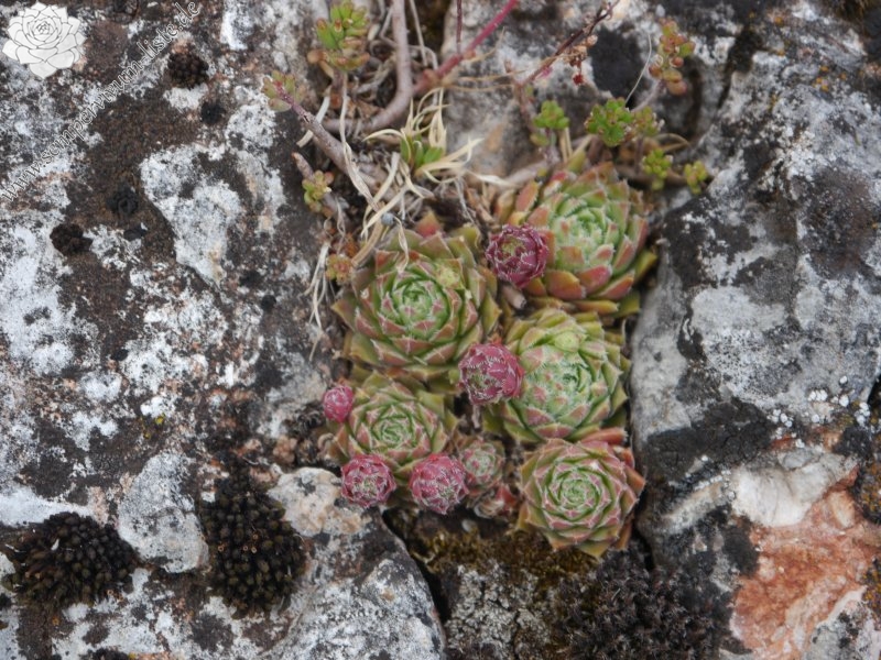 globiferum ssp. hirtum from Hohe Wand