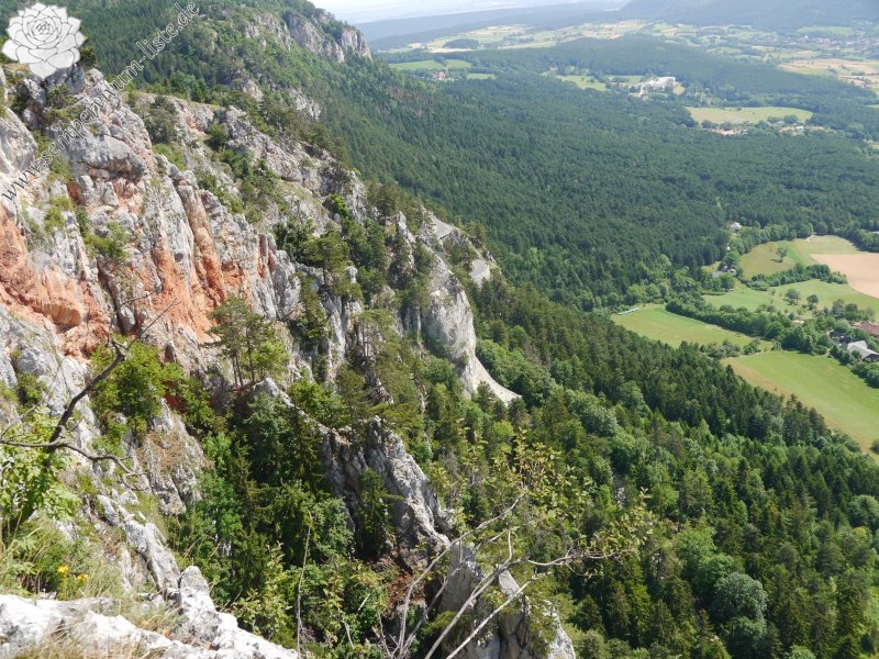 globiferum ssp. hirtum from Hohe Wand