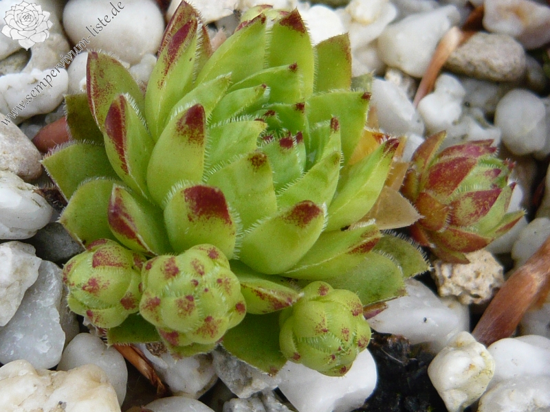 globiferum ssp. hirtum from Mecsek Mts