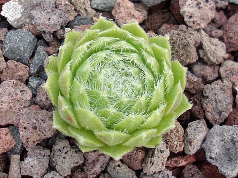Kannos Cobweb