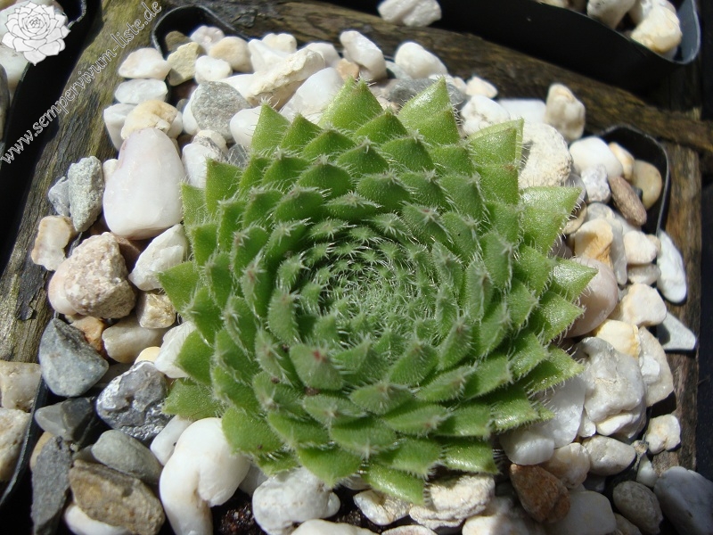 ciliosum from Kasbek