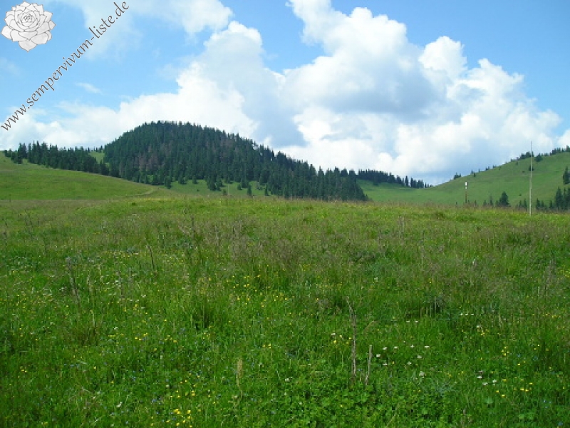 globiferum ssp. hirtum (preissianum) from Vyšné Šiprúňské sedlo
