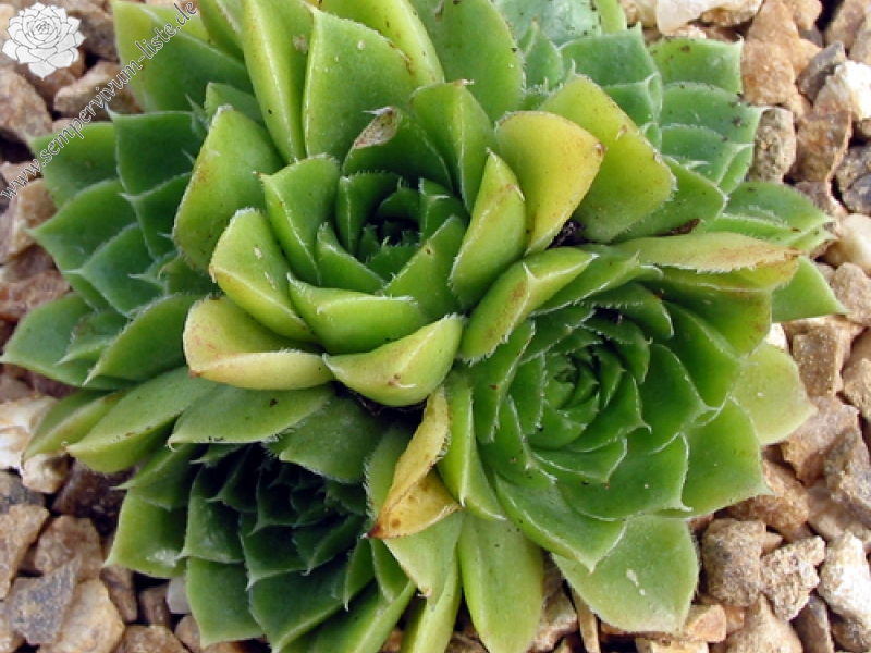heuffelii from Pelister