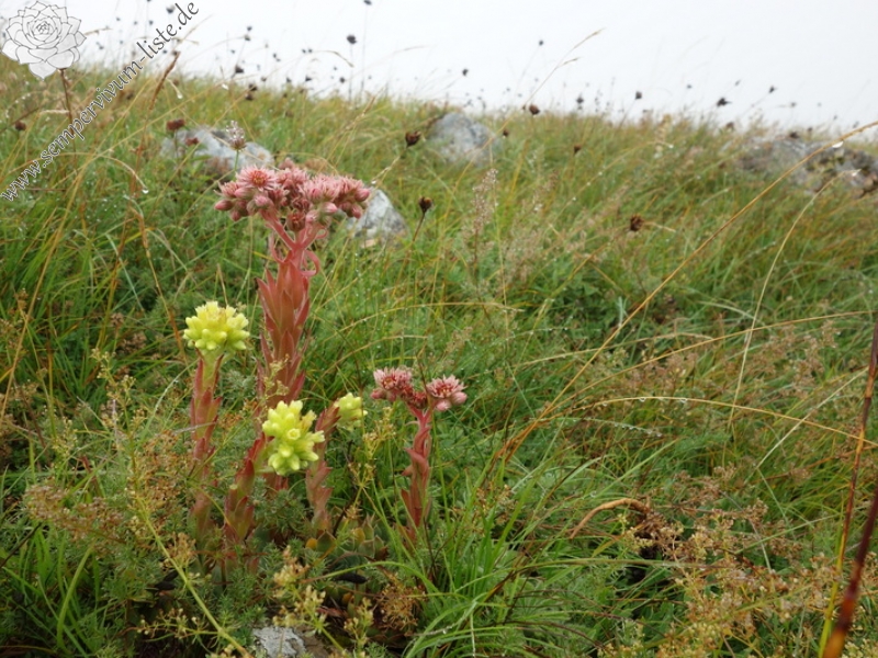 marmoreum cf. ssp. reginae-amaliae from Pliješ Mt.