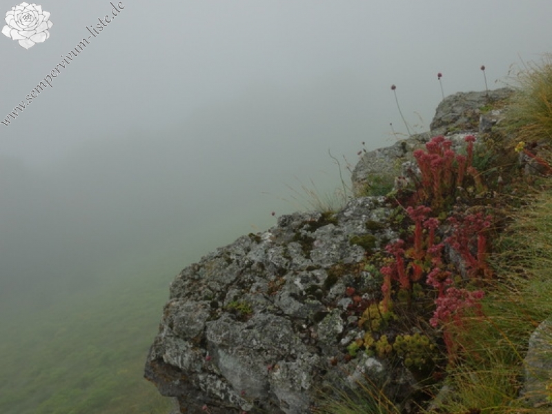 marmoreum cf. ssp. reginae-amaliae from Pliješ Mt.