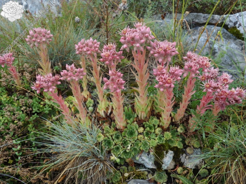 marmoreum cf. ssp. reginae-amaliae from Pliješ Mt.