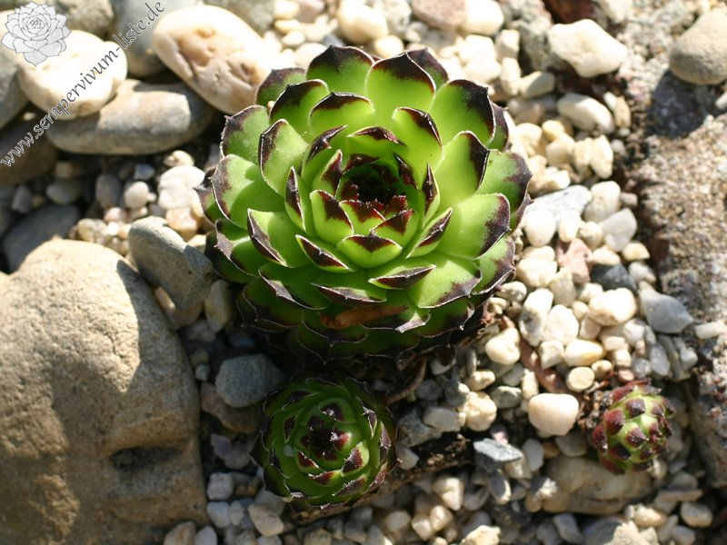cantabricum ssp. guadarramense from Puerto de Navafria
