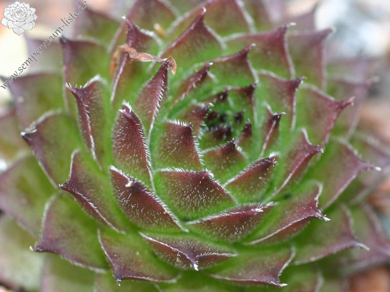 kosaninii from Koprivnik